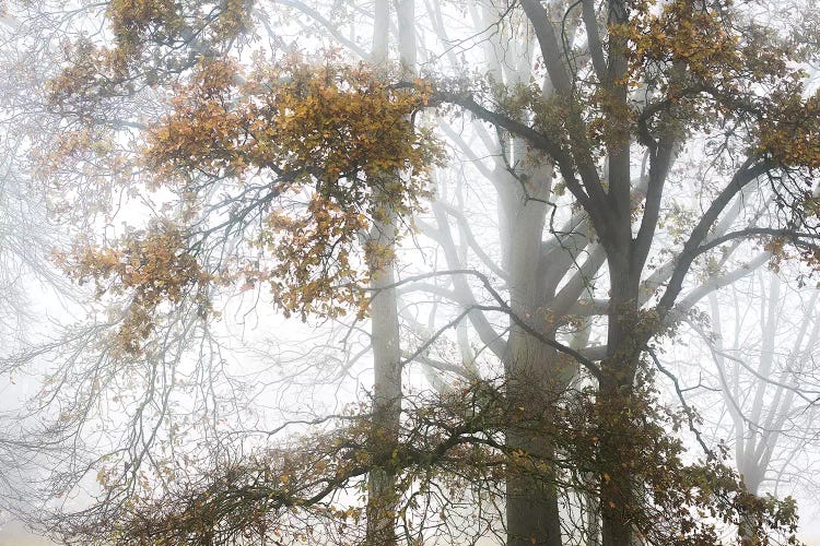 Tree In Autumn