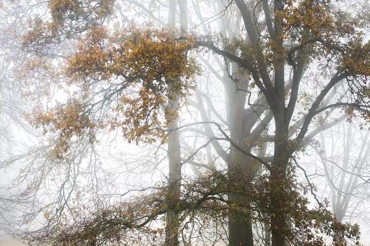Tree In Autumn by Philippe Manguin wall art
