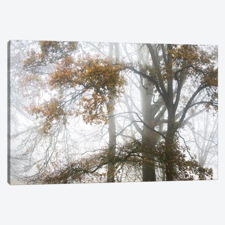 Tree In Autumn Canvas Print #PHM221} by Philippe Manguin Canvas Artwork