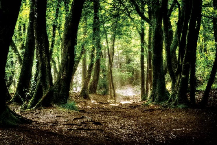Val Sans Retour In Broceliande Forest by Philippe Manguin wall art
