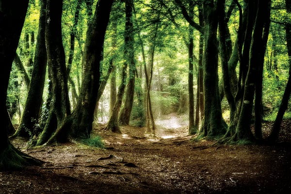 Brittany: Val Sans Retour In Broceliande Forest by Philippe Manguin