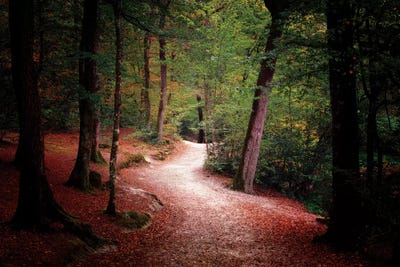 Walk Deep In The Forest by Philippe Manguin canvas print