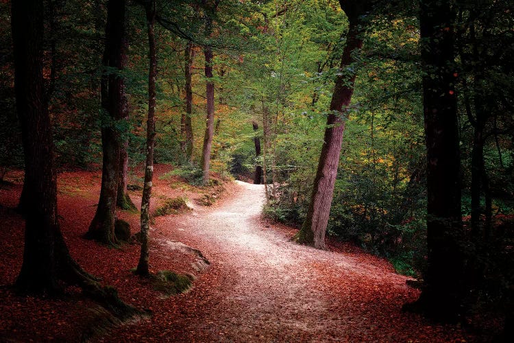 Walk Deep In The Forest by Philippe Manguin wall art