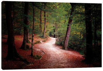 Walk Deep In The Forest Canvas Art Print - Philippe Manguin