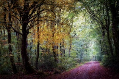 Welcome In The Forest by Philippe Manguin canvas print