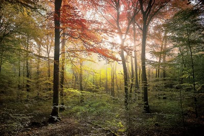 Where Fairies Live by Philippe Manguin canvas print