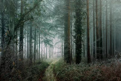 Winter Forest by Philippe Manguin canvas print