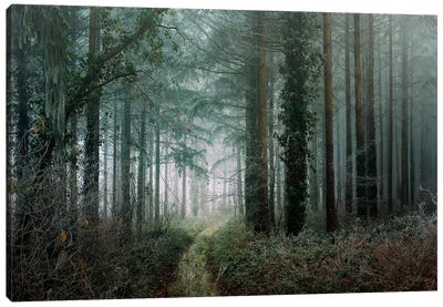 Winter Forest Canvas Art Print - Philippe Manguin