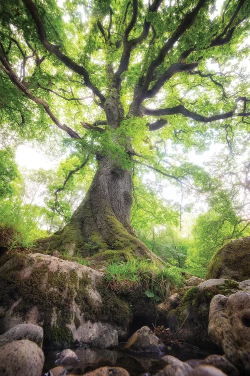 Big Oak Tree In Scotland Nature