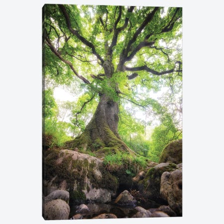 Big Oak Tree In Scotland Nature Canvas Print #PHM239} by Philippe Manguin Canvas Print