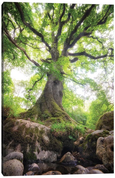 Big Oak Tree In Scotland Nature Canvas Art Print - United Kingdom Art