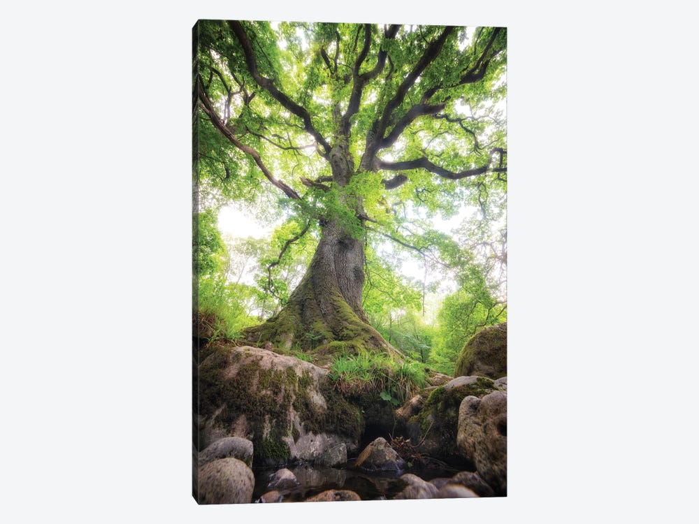 Big Oak Tree In Scotland Nature by Philippe Manguin 1-piece Canvas Wall Art