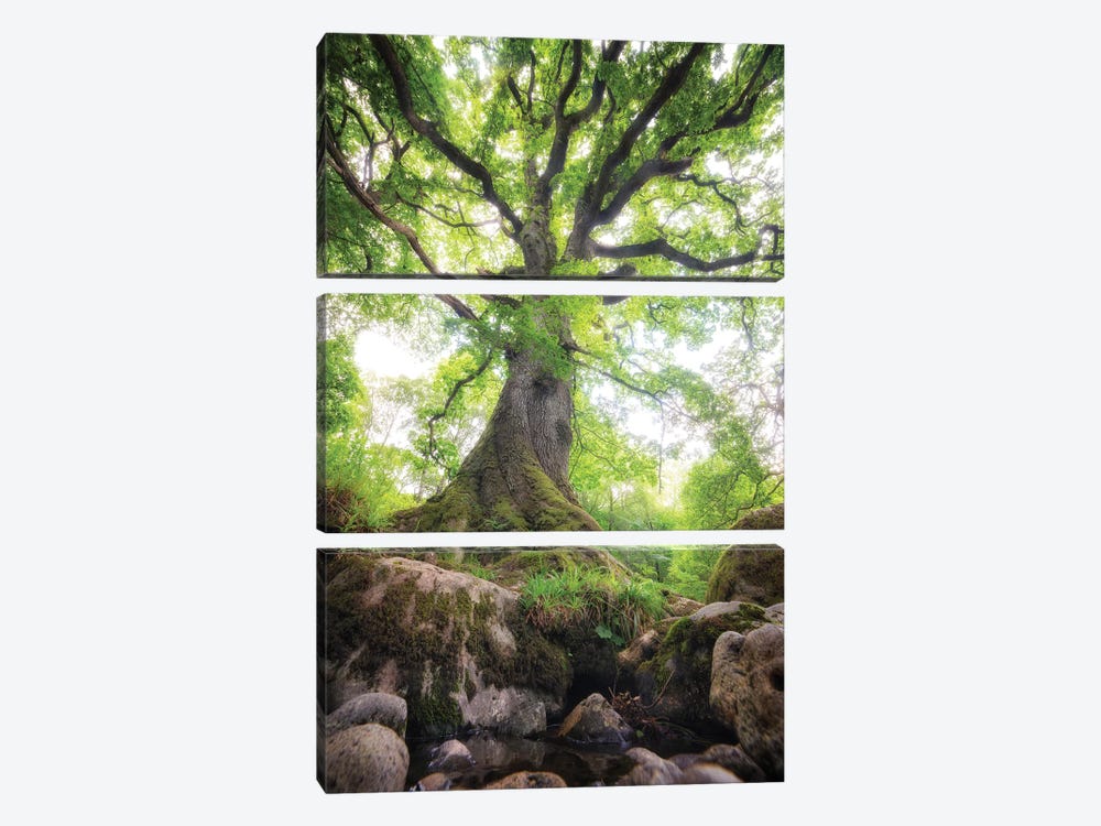 Big Oak Tree In Scotland Nature by Philippe Manguin 3-piece Canvas Artwork