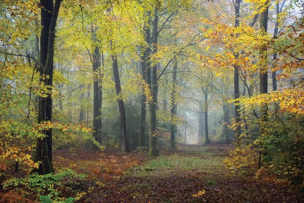 Brittany: Broceliande Fall by Philippe Manguin