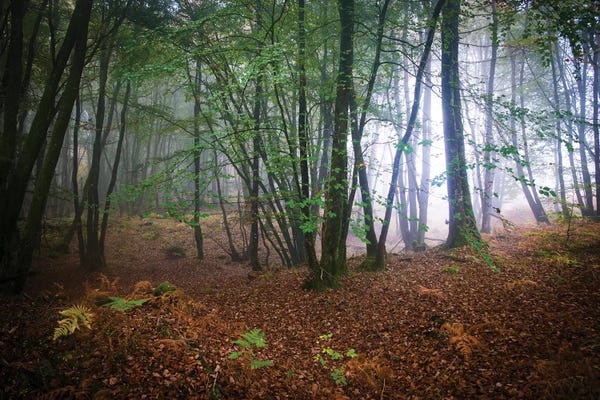 Brittany: Broceliande Forest by Philippe Manguin
