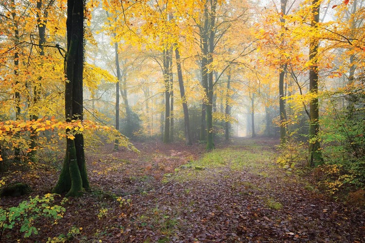 Broceliande Forest Fall