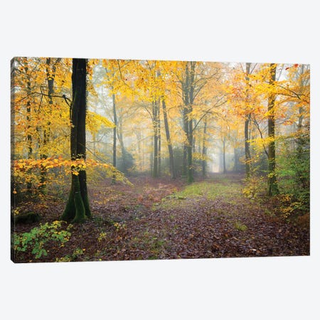 Broceliande Forest Fall Canvas Print #PHM27} by Philippe Manguin Canvas Artwork