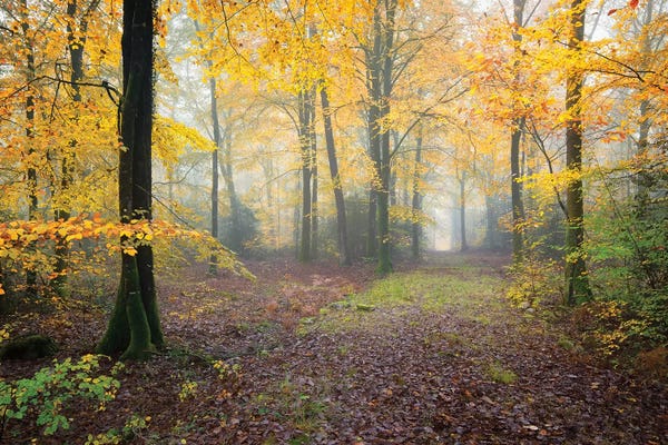 Brittany: Broceliande Forest Fall by Philippe Manguin
