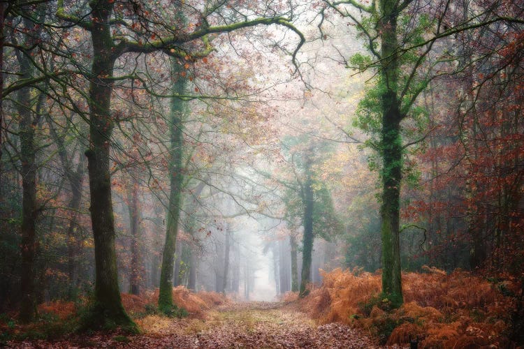 A Walk In The Forest At Fall Art Print by Philippe Manguin | iCanvas