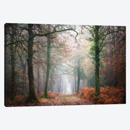A Walk In The Forest At Fall Canvas Print #PHM2} by Philippe Manguin Canvas Print