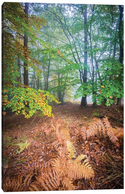 Forest Fall In France Canvas Art Print - Philippe Manguin