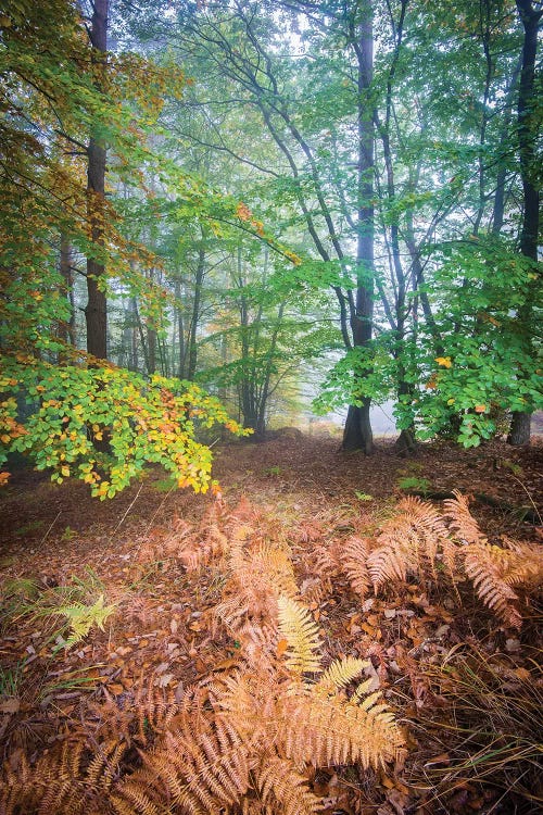 Forest Fall In France