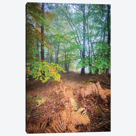 Forest Fall In France Canvas Print #PHM368} by Philippe Manguin Canvas Print