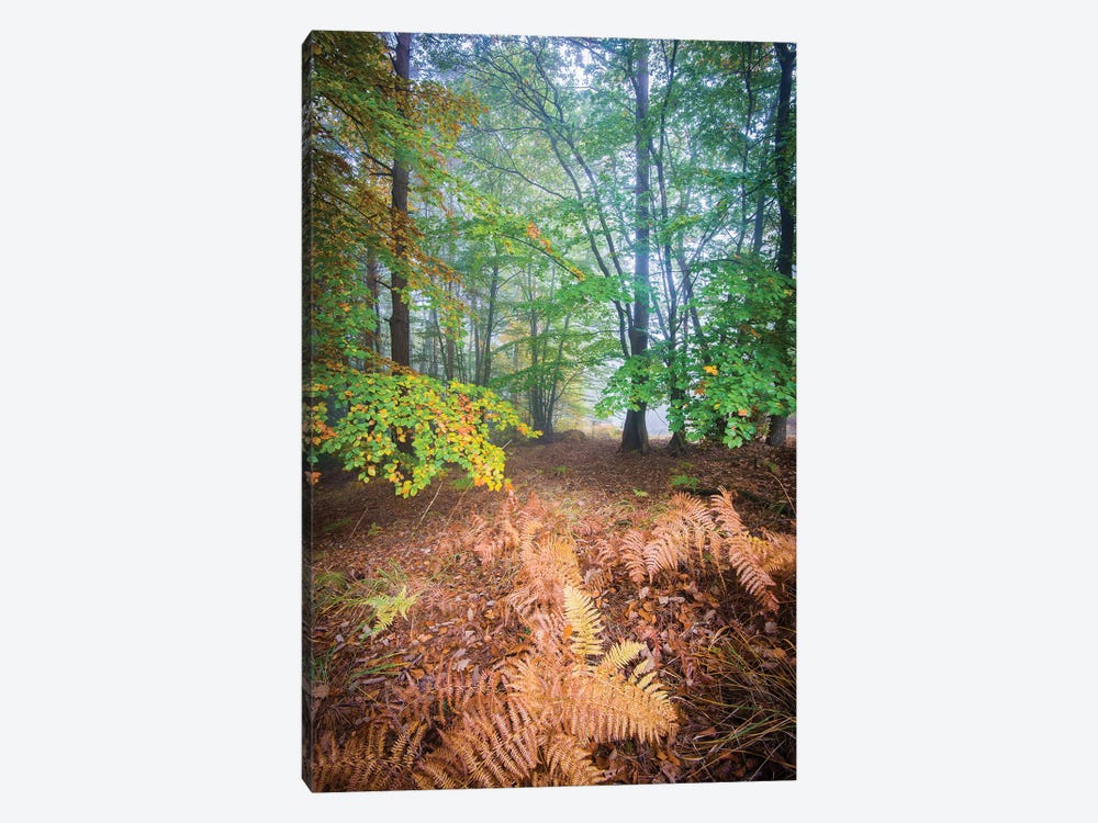 Forest Fall In France by Philippe Manguin 1-piece Art Print