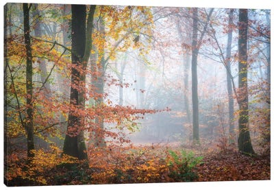 Forest Fall Canvas Art Print - Philippe Manguin