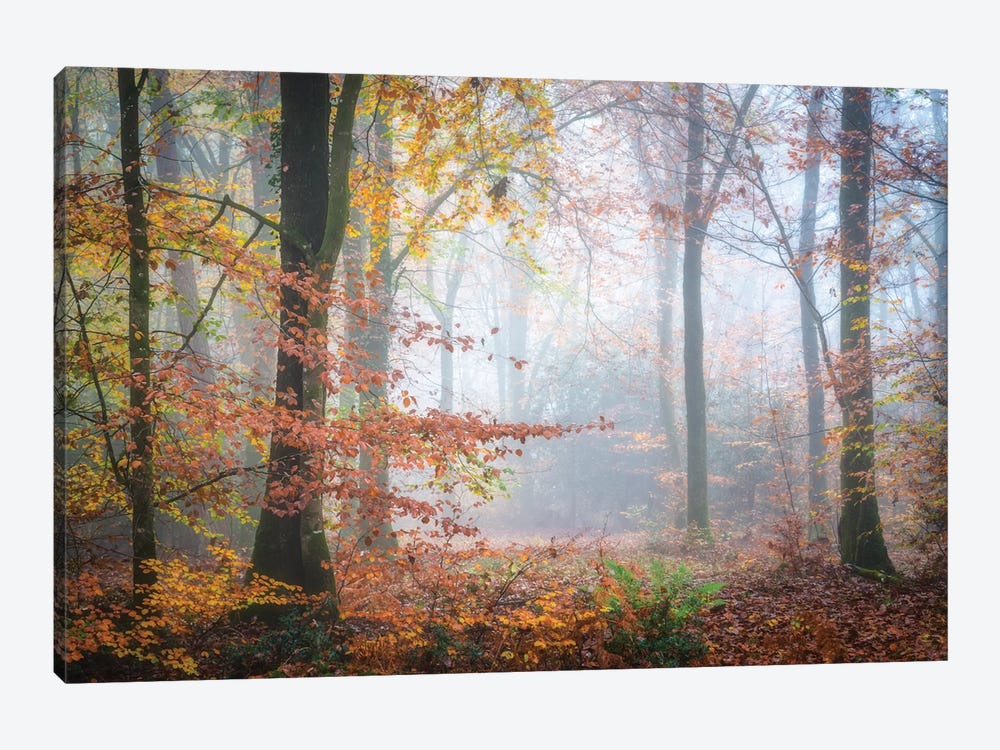 Forest Fall by Philippe Manguin 1-piece Canvas Wall Art
