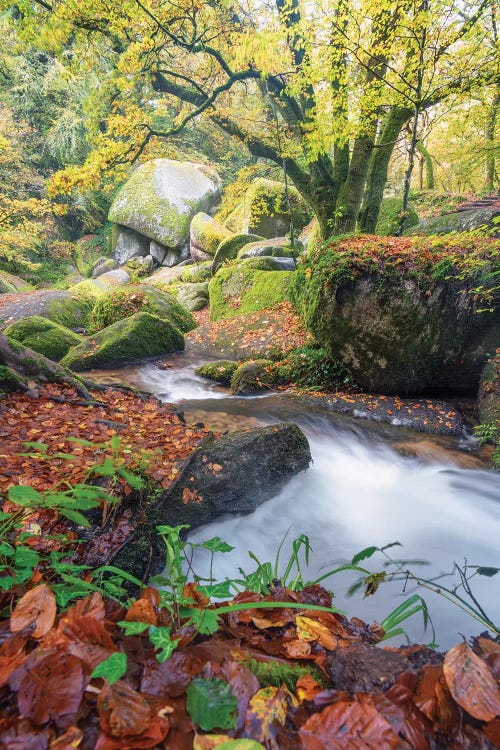 Foret De Huelgoat En Bretagne