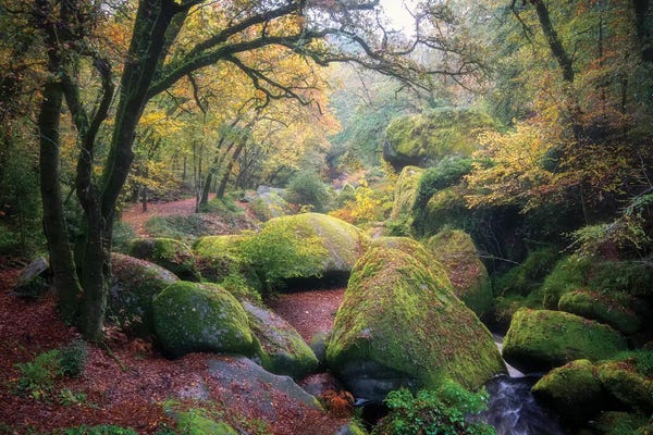 Brittany: La Foret De Huelgoat En Bretagne by Philippe Manguin