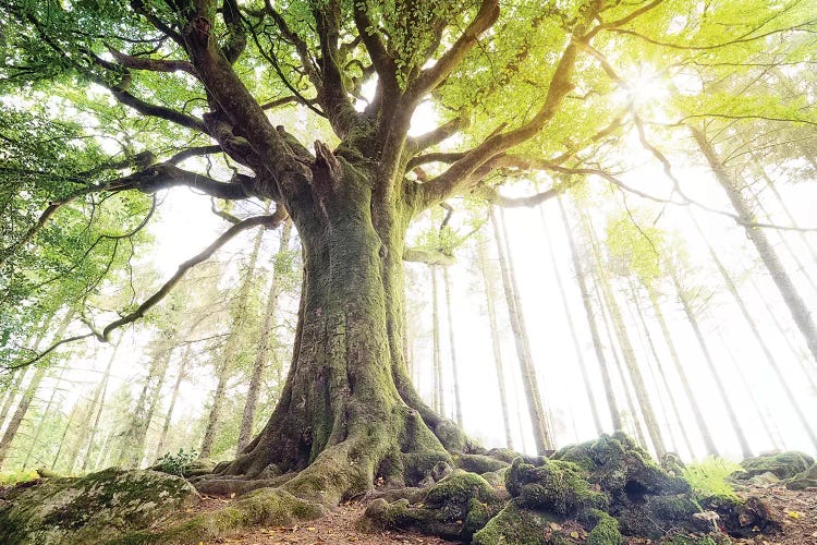 Lighting Beech Tree