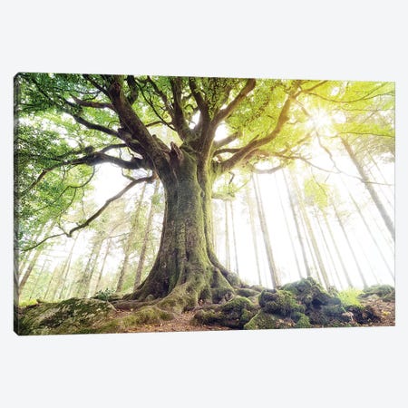 Lighting Beech Tree Canvas Print #PHM387} by Philippe Manguin Canvas Artwork