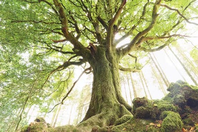 Huge Ponthus Beech In Broceliande Forest by Philippe Manguin acrylic art print