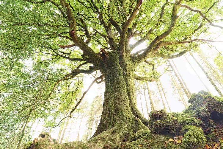 Huge Ponthus Beech In Broceliande Forest