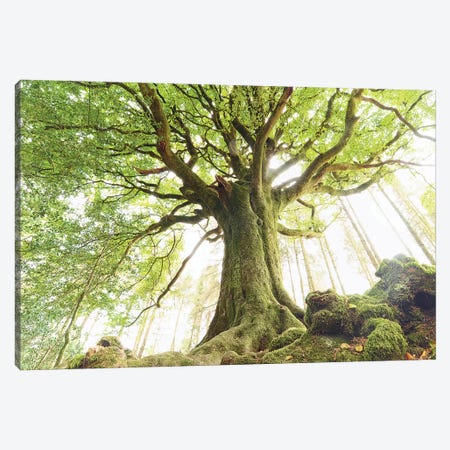 Huge Ponthus Beech In Broceliande Forest Canvas Print #PHM388} by Philippe Manguin Canvas Print