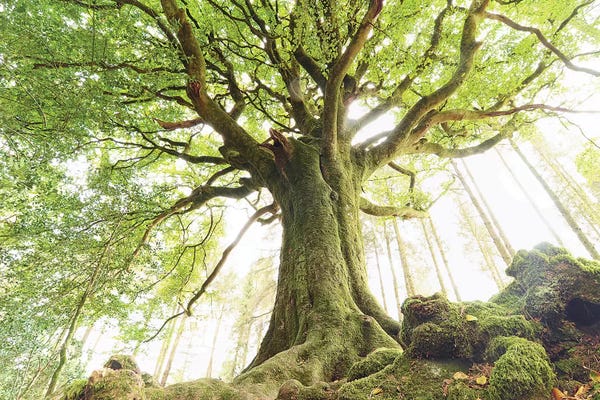 Beech Trees: Huge Ponthus Beech In Broceliande Forest by Philippe Manguin