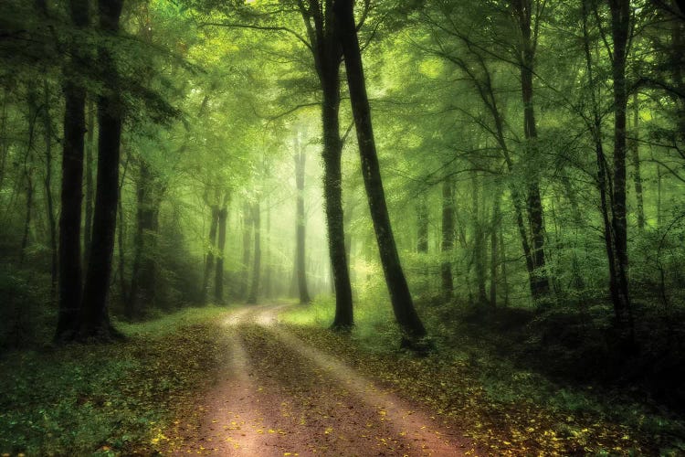 A Walk In The Fresh Green Forest by Philippe Manguin wall art