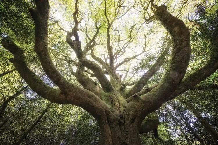 The Octopuss Beech Tree