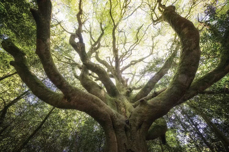 The Octopuss Beech Tree by Philippe Manguin wall art
