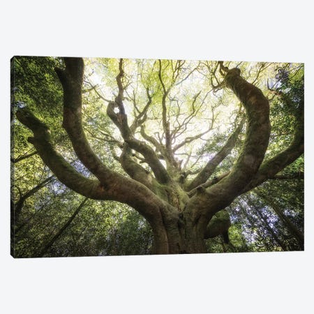 The Octopuss Beech Tree Canvas Print #PHM408} by Philippe Manguin Canvas Art