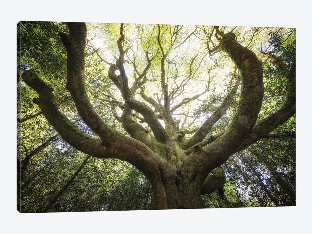 The Octopuss Beech Tree by Philippe Manguin 1-piece Canvas Wall Art