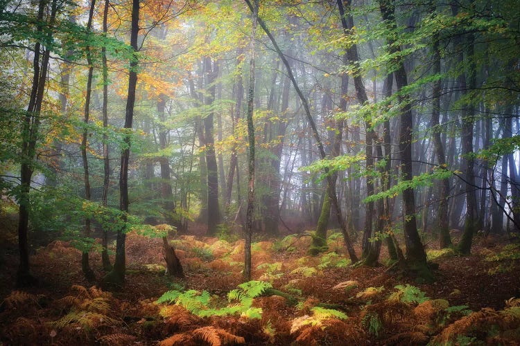 Colored Rain In Deep Forest