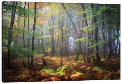 Colored Rain In Deep Forest Canvas Art Print - Philippe Manguin