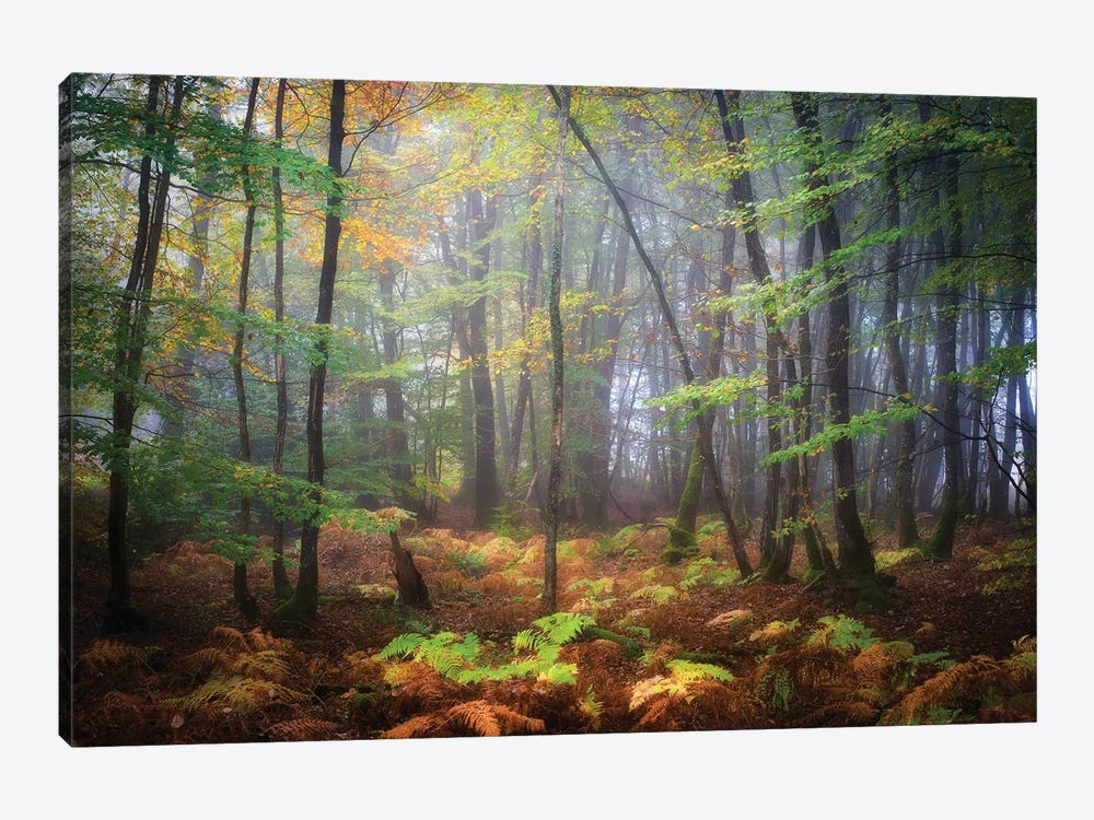 Colored Rain In Deep Forest by Philippe Manguin 1-piece Canvas Wall Art