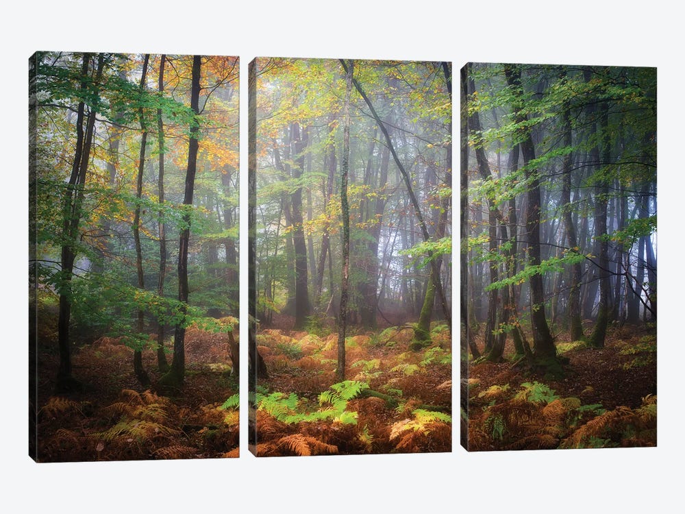 Colored Rain In Deep Forest by Philippe Manguin 3-piece Canvas Artwork