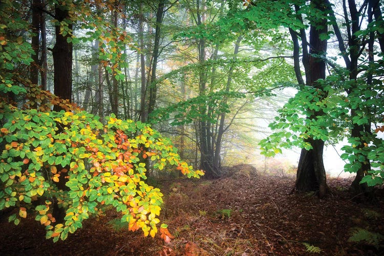 Colored Season by Philippe Manguin wall art