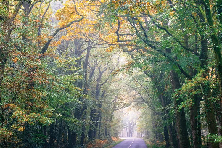 Crossing The Forest