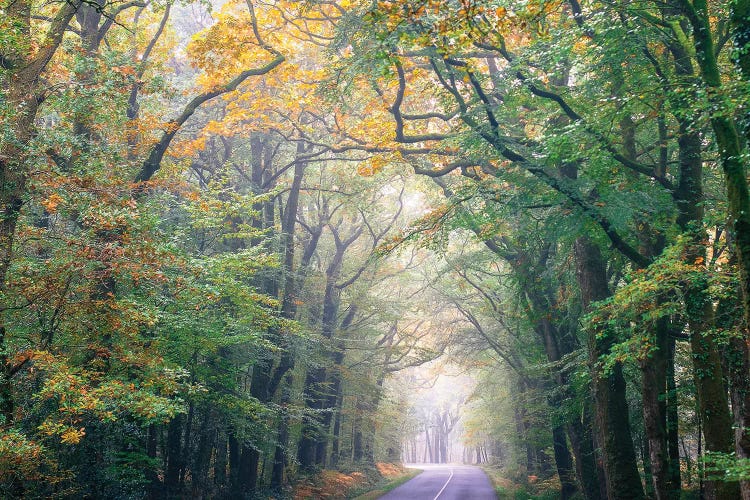Crossing The Forest by Philippe Manguin wall art